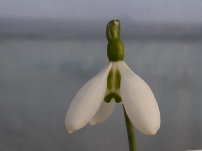 Galanthus 'Bright Eyes'