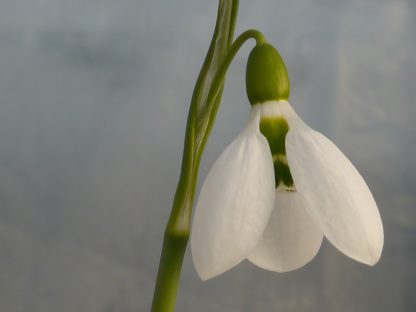 Galanthus 'Lodestar' elwesii