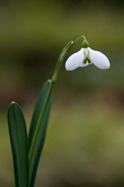 Galanthus 'Anne of Geierstein'