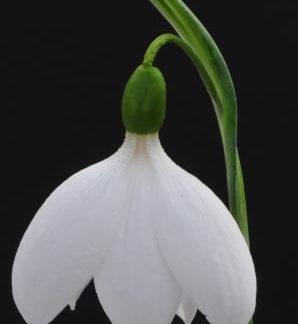 Galanthus 'E A Bowles'