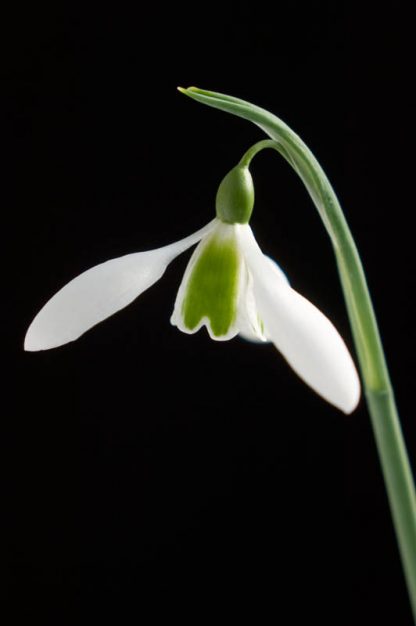 Galanthus 'Alison Hilary'