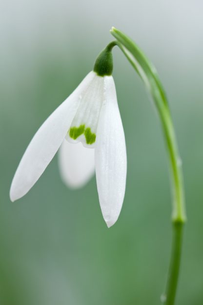 Galanthus 'Anglesey Abbey' nivalis
