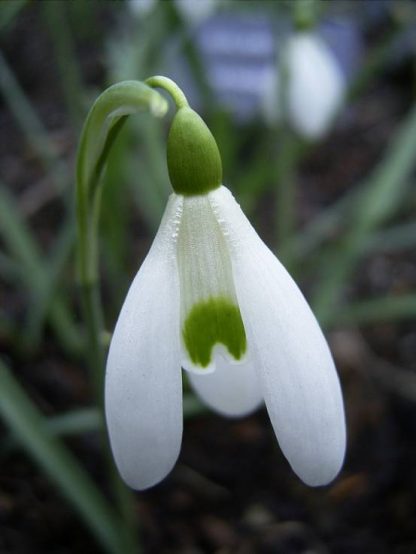 Galanthus 'Atkinsii'