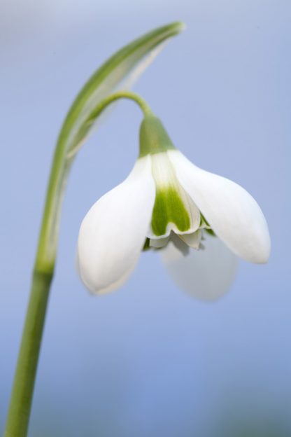 Galanthus 'Babraham Dwarf' plicatus