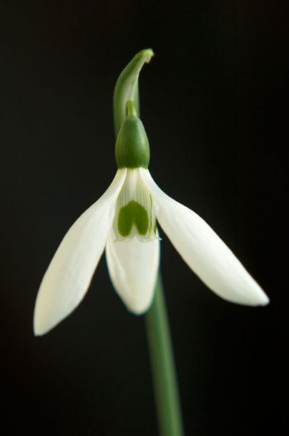 Galanthus 'Barbara's Hybrid'