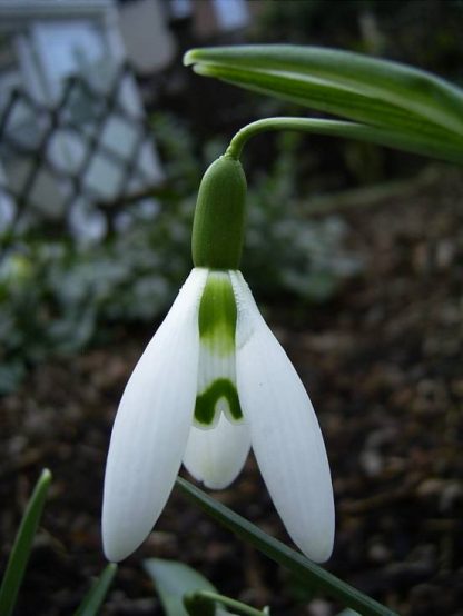 Galanthus 'Benhall Beauty'