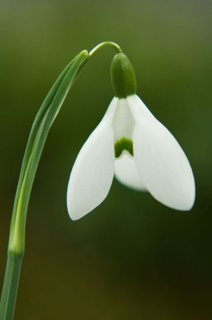 Galanthus 'Bess'