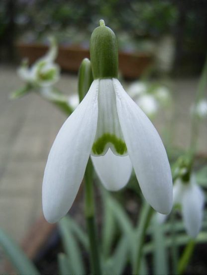 Galanthus 'Bitton' nivalis
