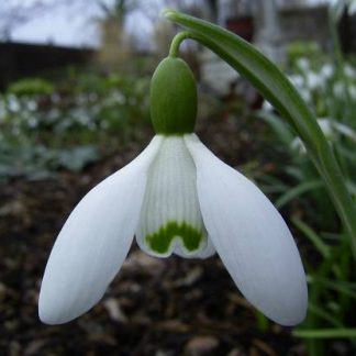 Galanthus 'Blewbury' nivalis