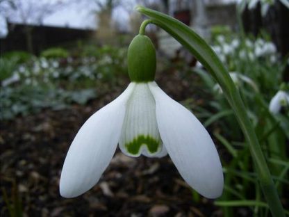 Galanthus 'Blewbury' nivalis