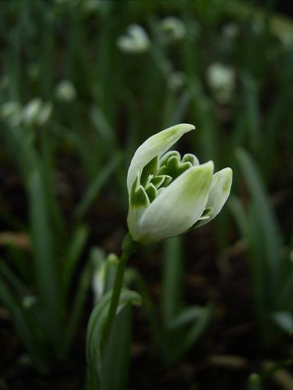 Galanthus 'Blewbury Tart' nivalis