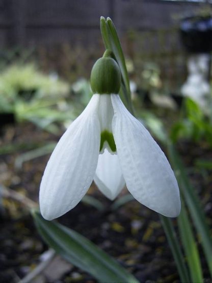 Galanthus 'Bowles Large Form' plicatus