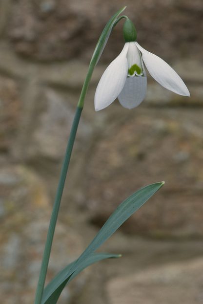 Galanthus 'Brigadier Mathias'