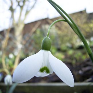 Galanthus 'Byfield Special'