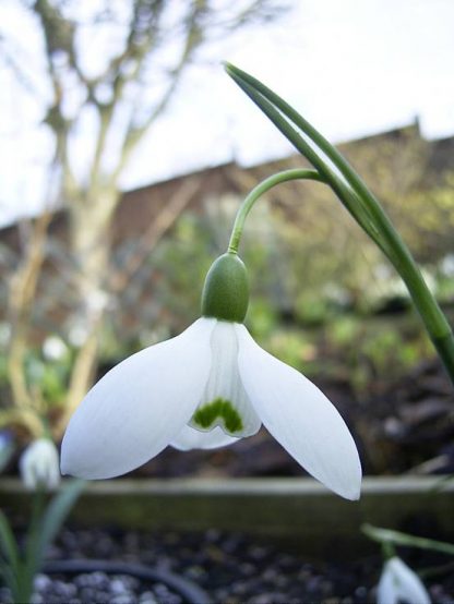 Galanthus 'Byfield Special'
