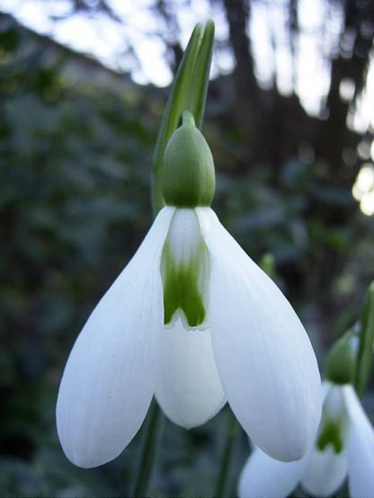 Galanthus 'Colossus' (Plicatus)