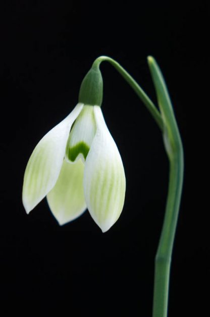 Galanthus 'Cowhouse Green'