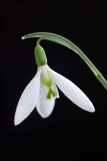 Galanthus 'David Shackleton' (elwesii)