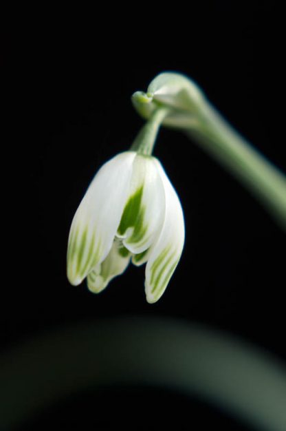 Galanthus 'Desdemona'