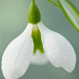 Galanthus 'Diggory' (plicatus)