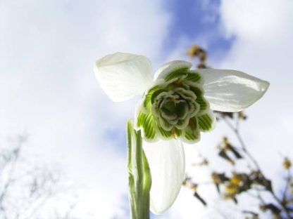 Galanthus 'Dionysus'