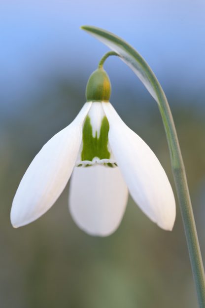 Galanthus 'Edinburgh Ketton' (plicatus)