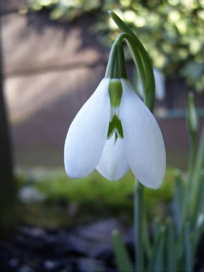 Galanthus 'Ermine House'