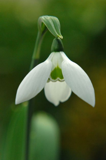Galanthus 'Faringdon Double'