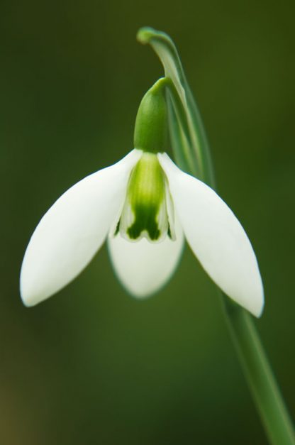 Galanthus 'Fieldgate Prelude'