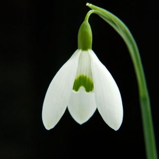 Galanthus 'Galatea'
