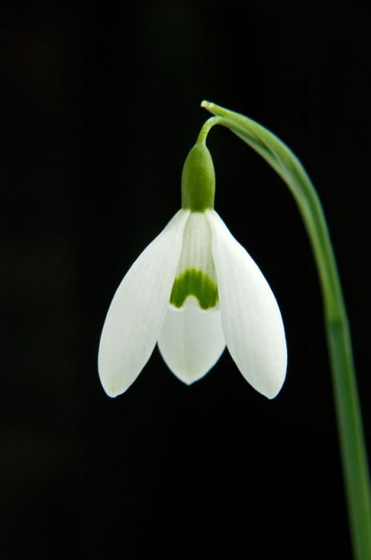 Galanthus 'Galatea'