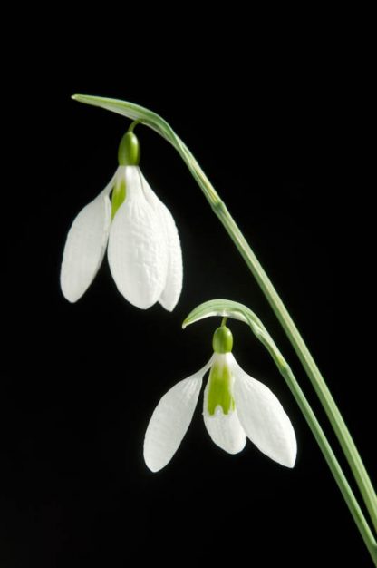 Galanthus 'Gerard Parker' (plicatus)