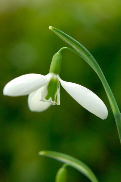 Galanthus 'Henham No.1' (plicatus)