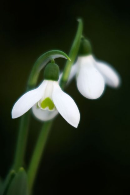 Galanthus 'Barnes' (elwesii hiemalis group)