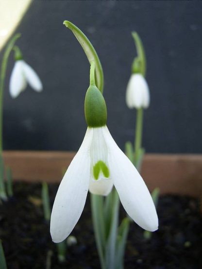 Galanthus 'Broadleigh Gardens' (elwesii hiemalis)
