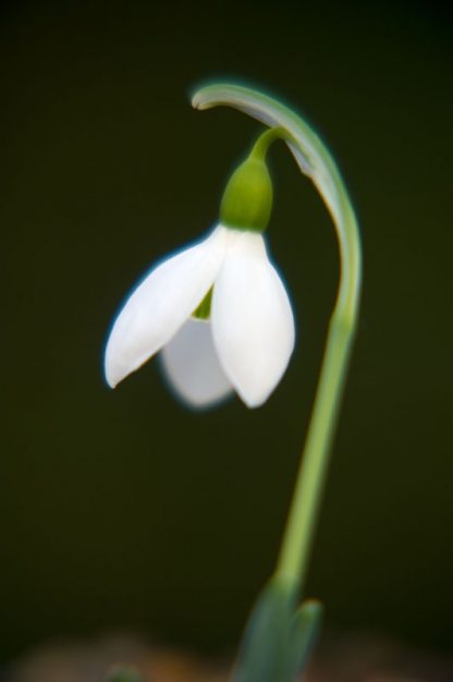 Galanthus 'Rainbow Farm Early' (elwesii hiemalis group)