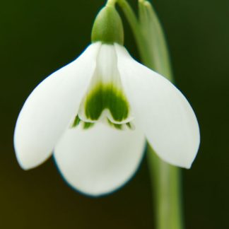 Galanthus 'Hobson's Choice'