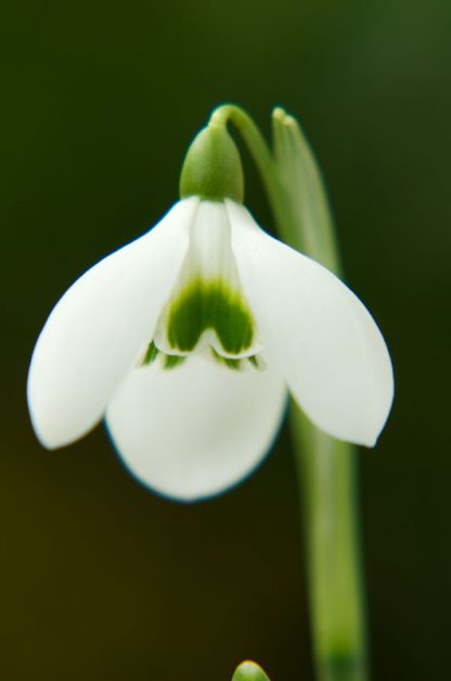 Galanthus 'Hobson's Choice'