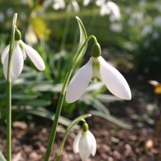 Galanthus 'Homersfield'