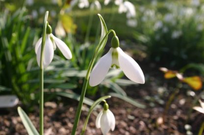 Galanthus 'Homersfield'