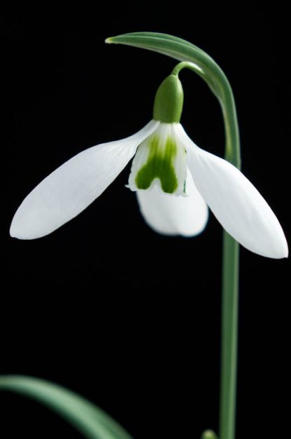 Galanthus 'Imbolc'