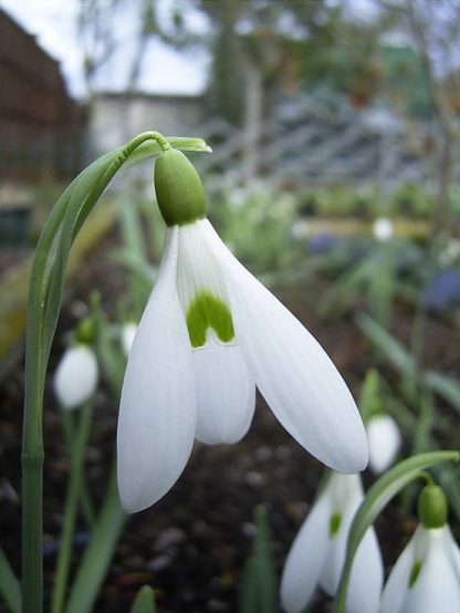 Galanthus 'James Backhouse'