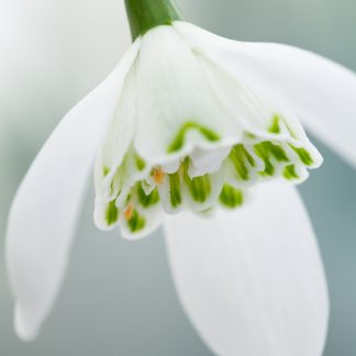 Galanthus 'Lady Beatrix Stanley'