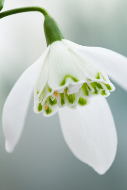 Galanthus 'Lady Beatrix Stanley'