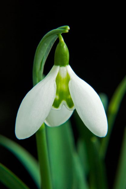 Galanthus 'Lapwing'