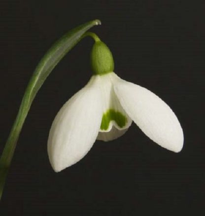 Galanthus 'Lerinda'