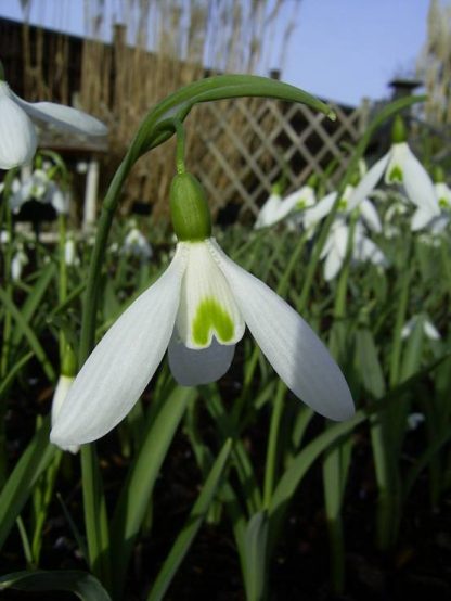 Galanthus 'Limetree'