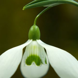 Galanthus 'Little Ben' ex Cambo