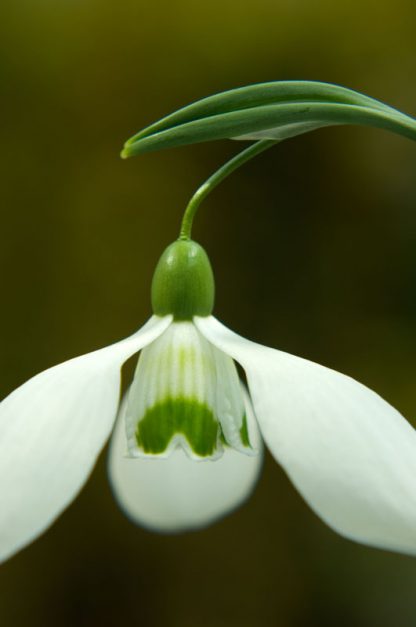 Galanthus 'Little Ben' ex Cambo