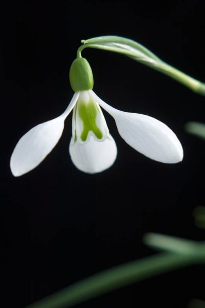 Galanthus 'Little John'